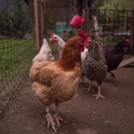 Haus Am Rechten Fleck Διαμέρισμα *